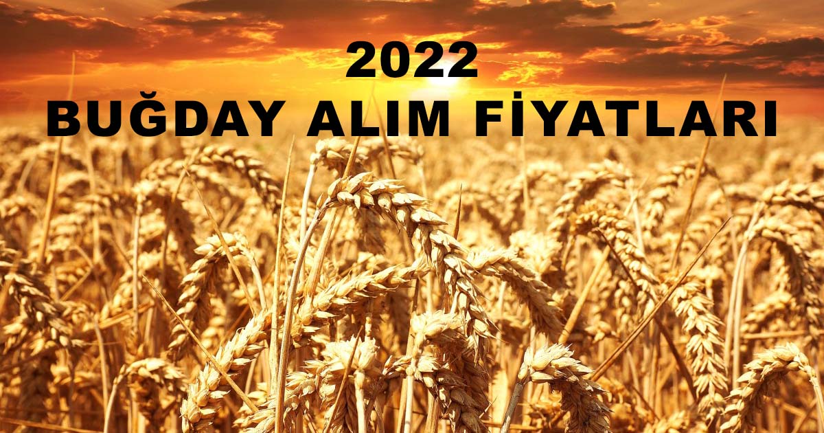 TMO buğday alım fiyatları 2022 - Buğday, arpa, mısır alım fiyatları ne kadar?